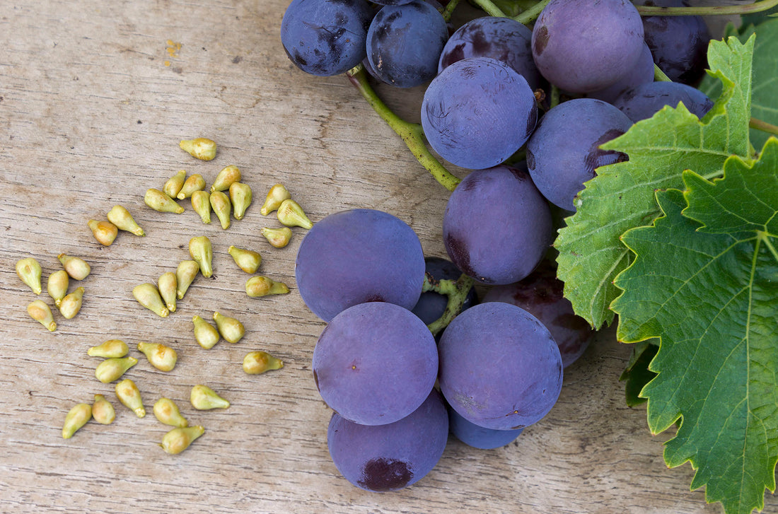 Supporting a healthy cardiovascular system with grape seed extract